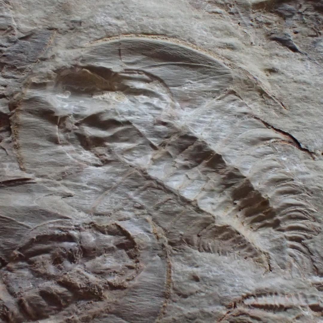 三葉虫の化石 閉鎖産地 オレネルス USA産 本物保証