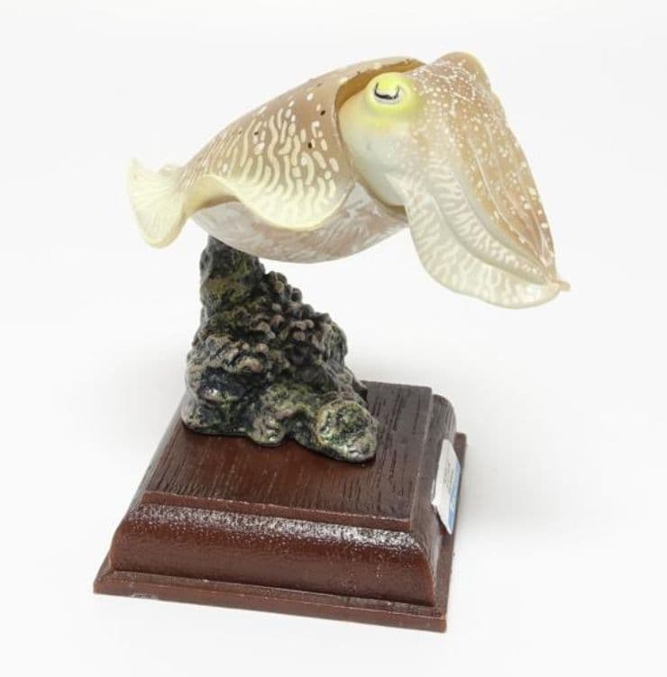 美品　ネイチャーテクニカラー　鳥羽水族館　コブシメ　立体コレクション