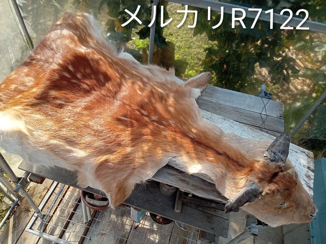 天然　日本鹿　夏毛ラグ