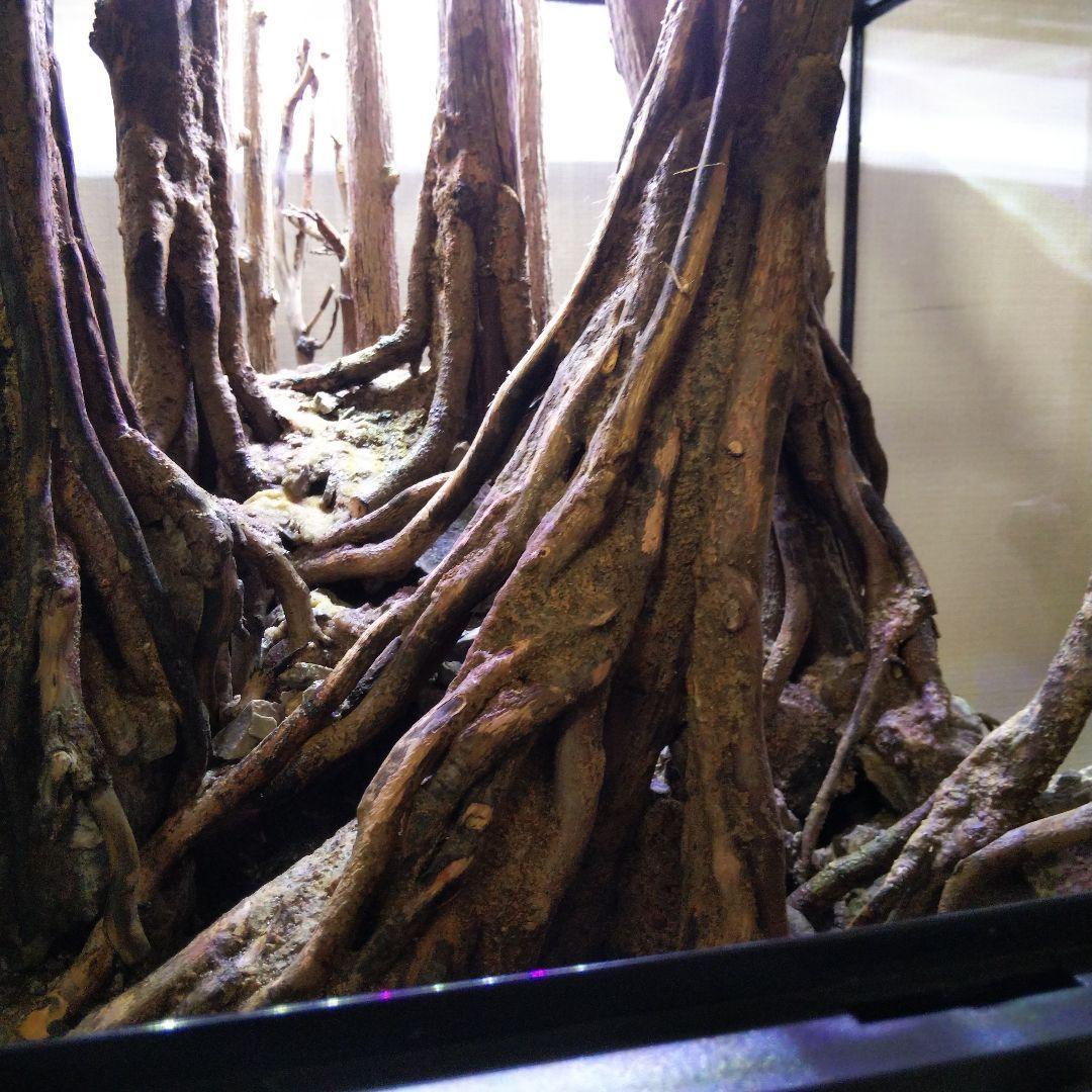 【受注生産】グラステラリウム3030　イモリウム　苔テラリウム　アクアテラリウム