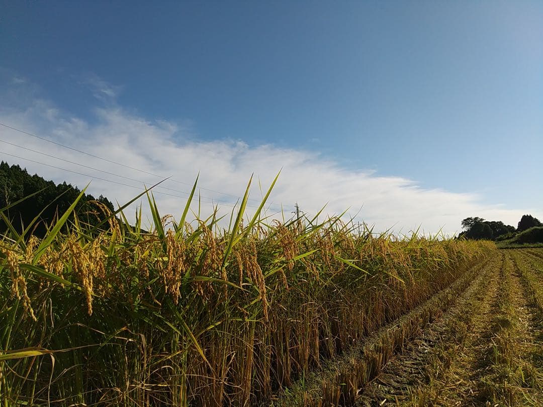 【新米】令和7年産　新潟県産　岩船産　コシヒカリ 10kg