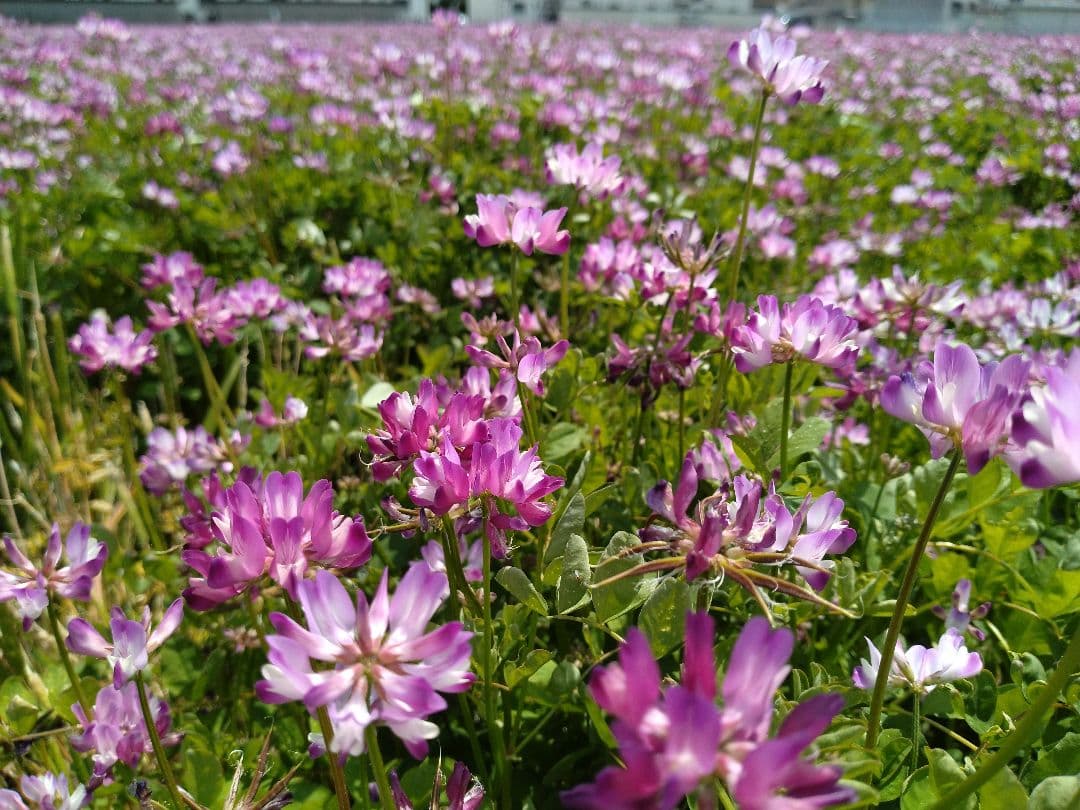 令和7年岡山県産　朝日米 玄米10キロ