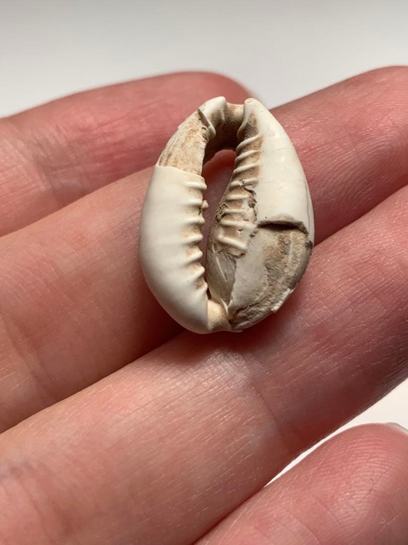 中国貝貨　紀元前1500年頃　古銭　貨幣　アンティーク　出土　縄文　石器