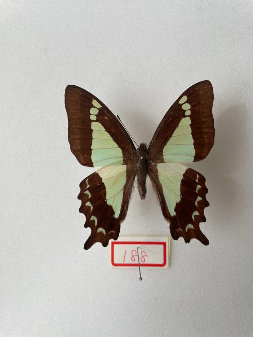 アポタイマイ（1オス、フィリピン産）