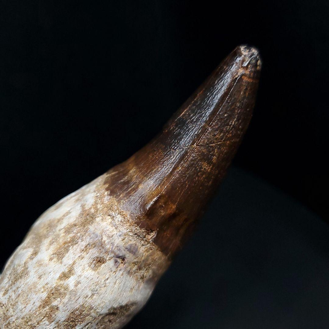 特大 歯根付き モササウルス 化石 歯 本物  123.82mm  mos74