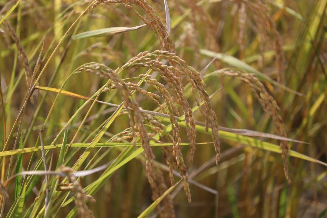 自然栽培 玄米粉 1kg×12袋 2025年産 コシヒカリ (真空パック)