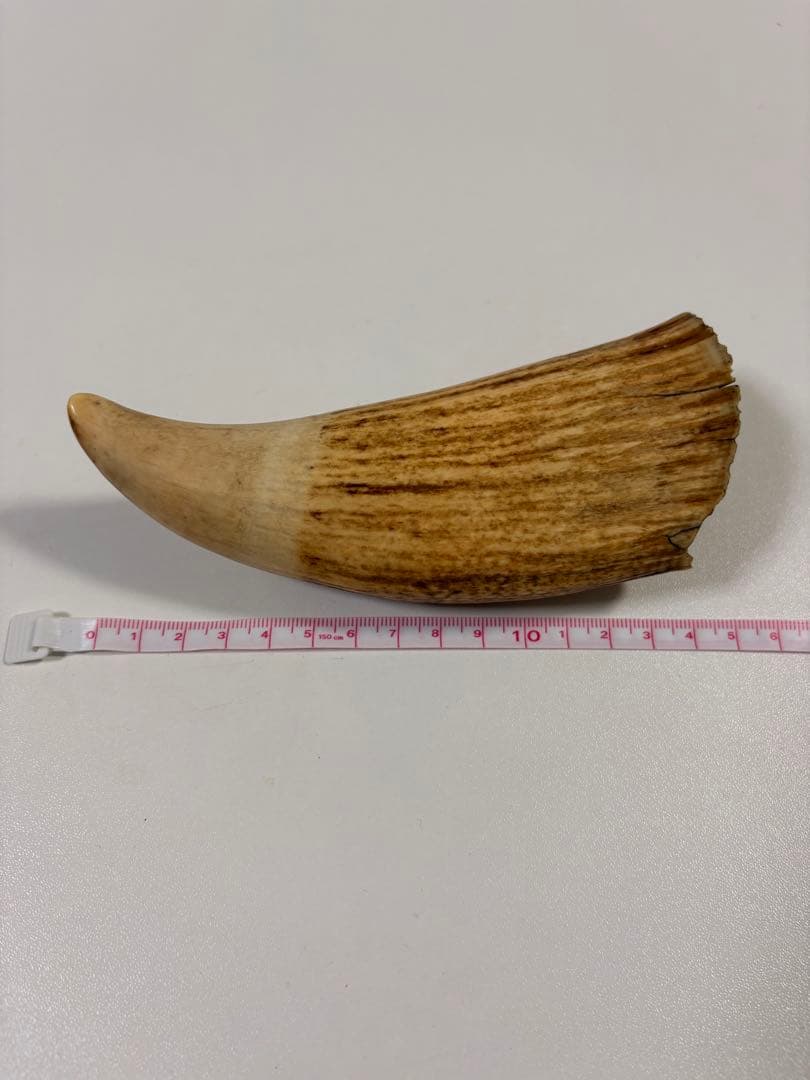 【⭐️希少⭐️】鯨の歯 マッコウクジラ 重量約259.5g