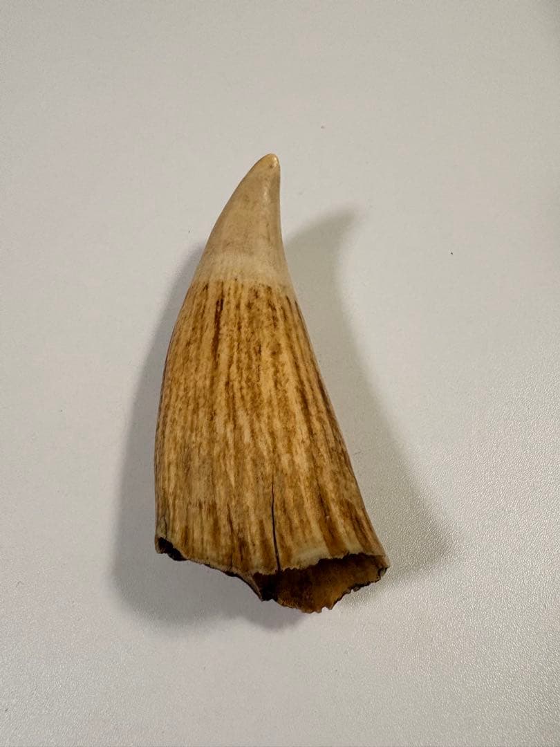 【⭐️希少⭐️】鯨の歯 マッコウクジラ 重量約259.5g