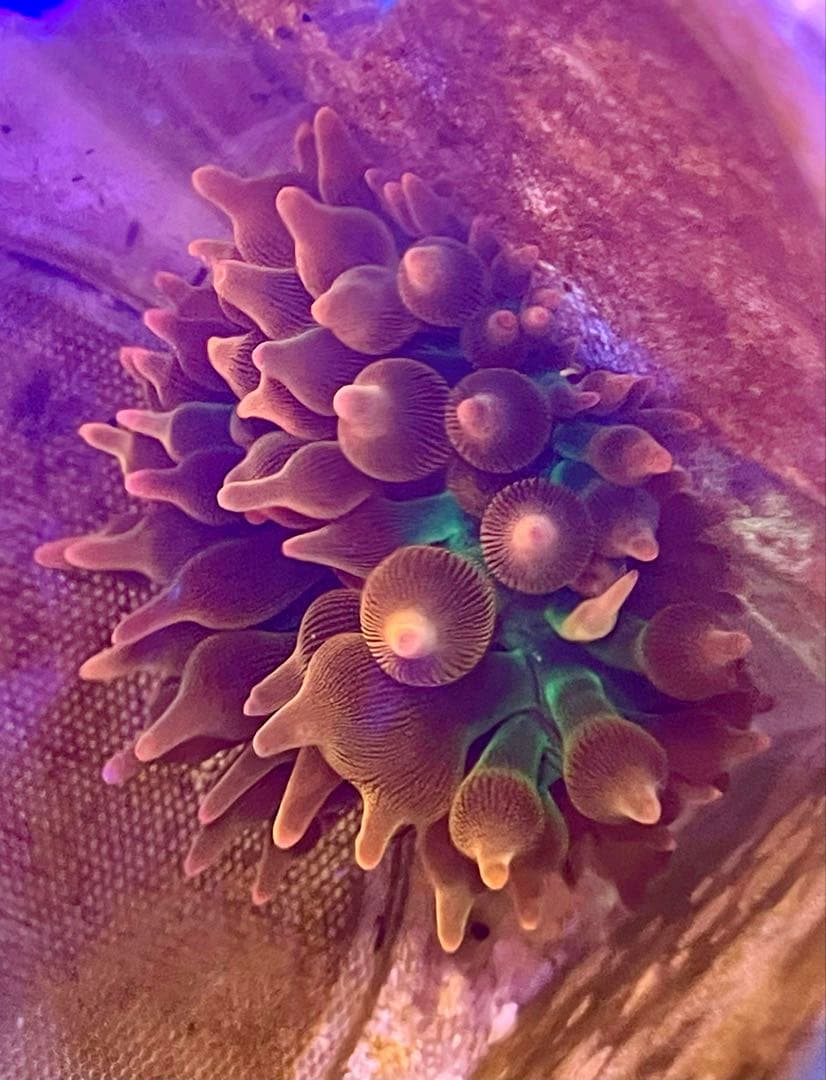 サンゴイソギンチャク (Bubble Rainbow)