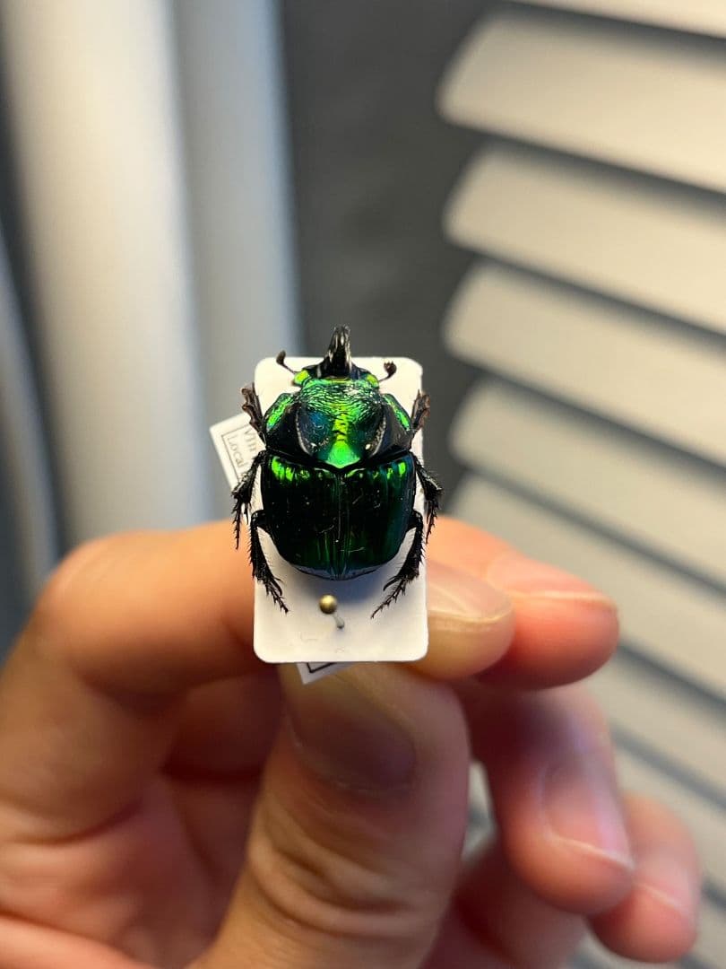 【17mm♂】デーモンニジダイコクコガネムシ 糞虫フンチュウ