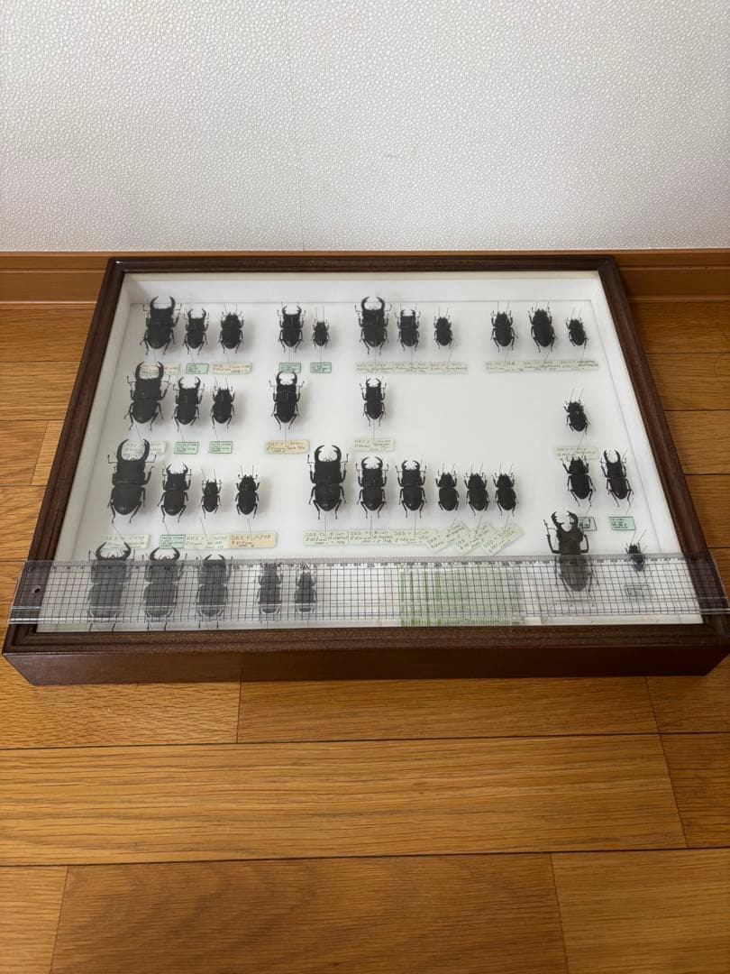 クワガタ　標本　オオクワガタ　木製フレーム