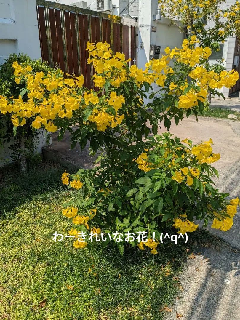 新作？タイのお守りプラクルアン…？いや呪物？九尾の狐！恋愛、良縁、金運アップ！！