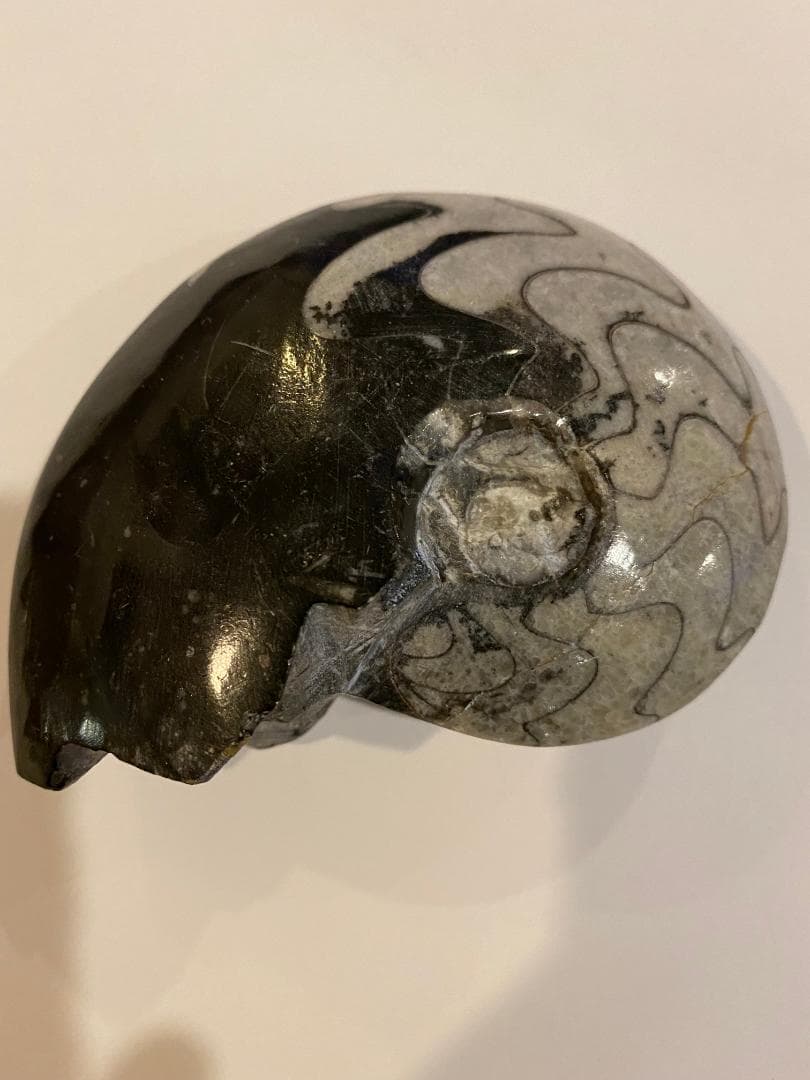 モロッコ産　アンモナイト　化石　⑱