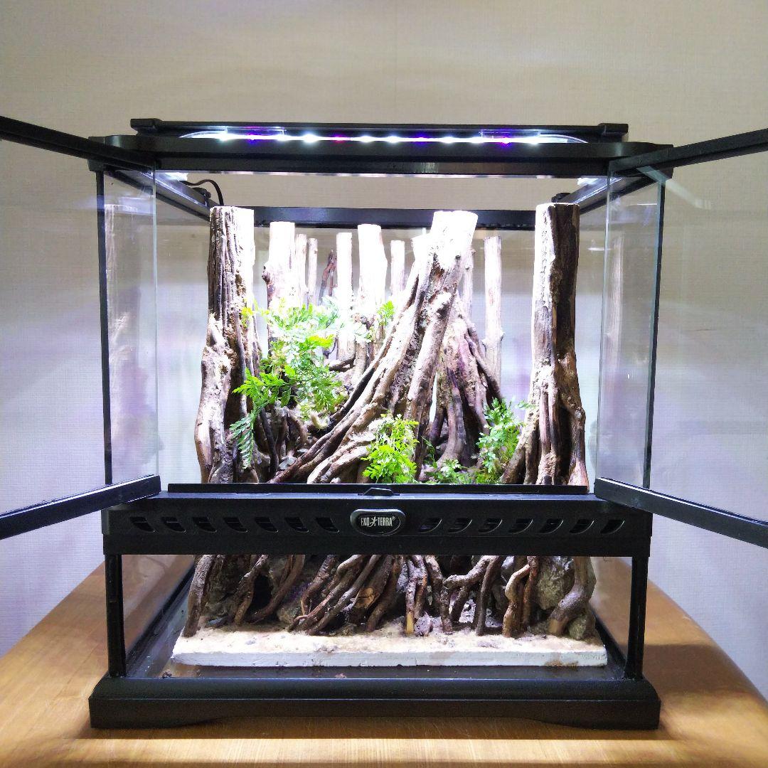 【受注生産】グラステラリウム3030　イモリウム　苔テラリウム　アクアテラリウム