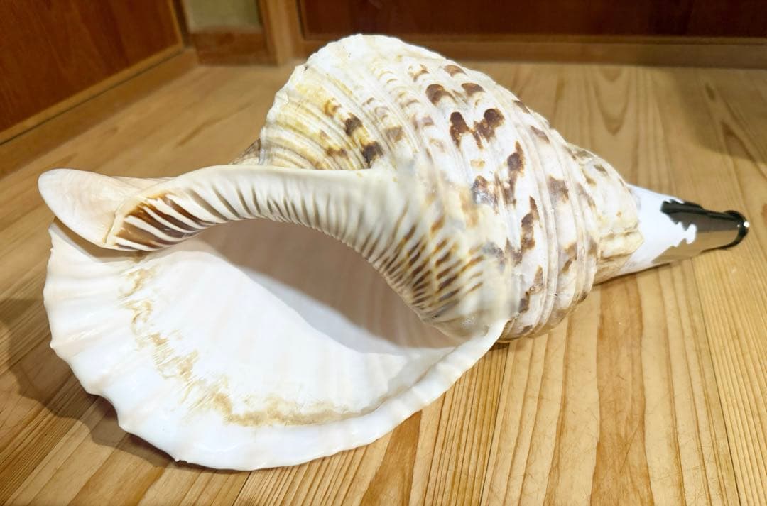 商談中　特大修験道法螺貝41㎝　山伏　密教　熊よけ　魔除け❣️ホラガイ　ほら貝網袋