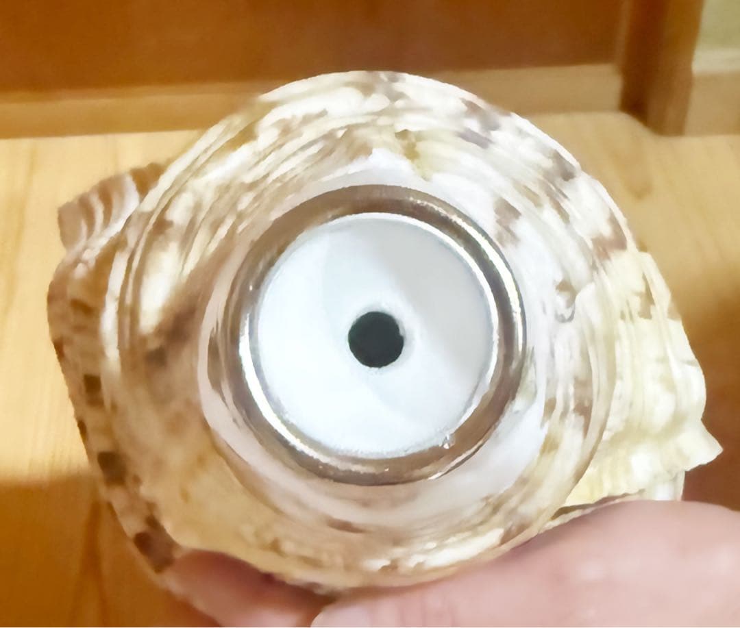 商談中　特大修験道法螺貝41㎝　山伏　密教　熊よけ　魔除け❣️ホラガイ　ほら貝網袋