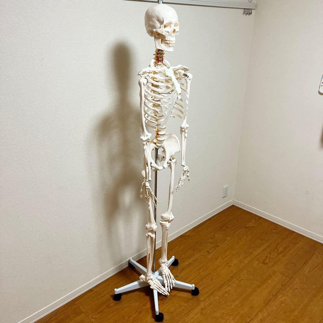 等身大 骨模型