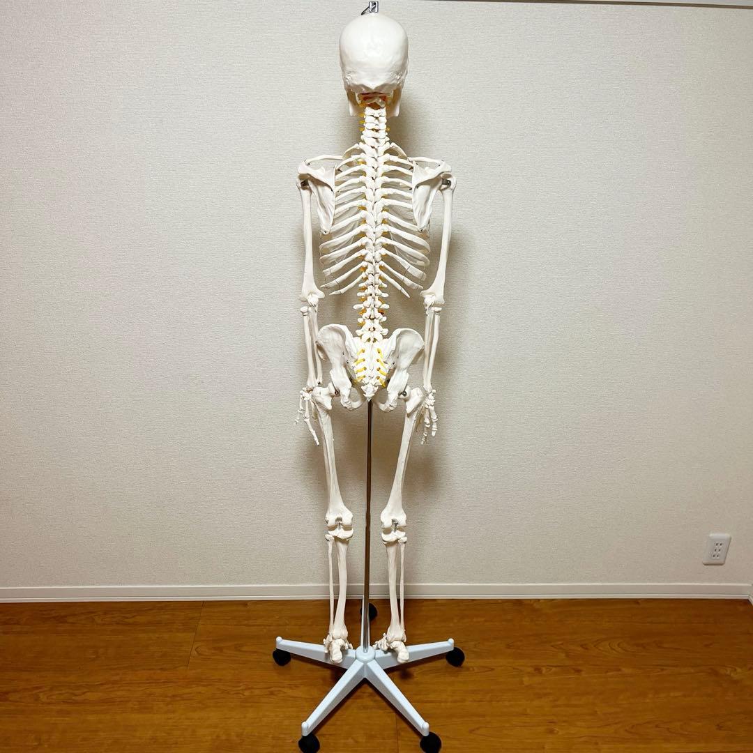 等身大 骨模型