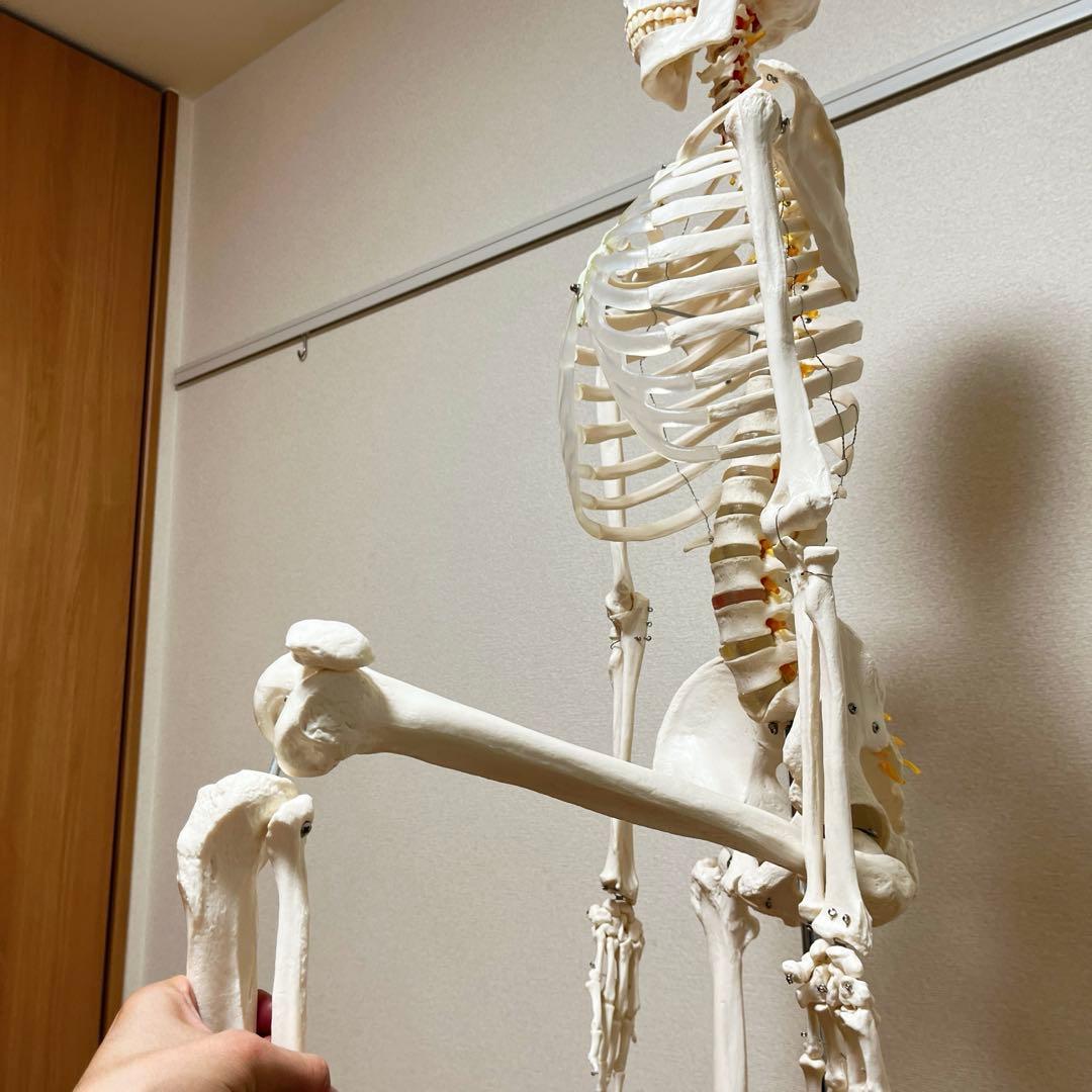 等身大 骨模型