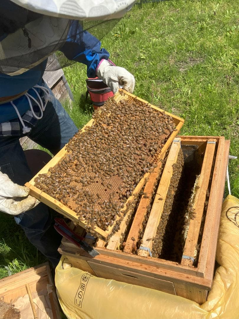 【まこもも】アカシア蜂蜜 1000g 4本 国産蜂蜜 生蜂蜜 はちみつ