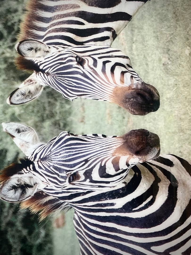 迫力満点！シマウマ アートプリント 写真　壁掛け用（101.5cm✖️51cm）