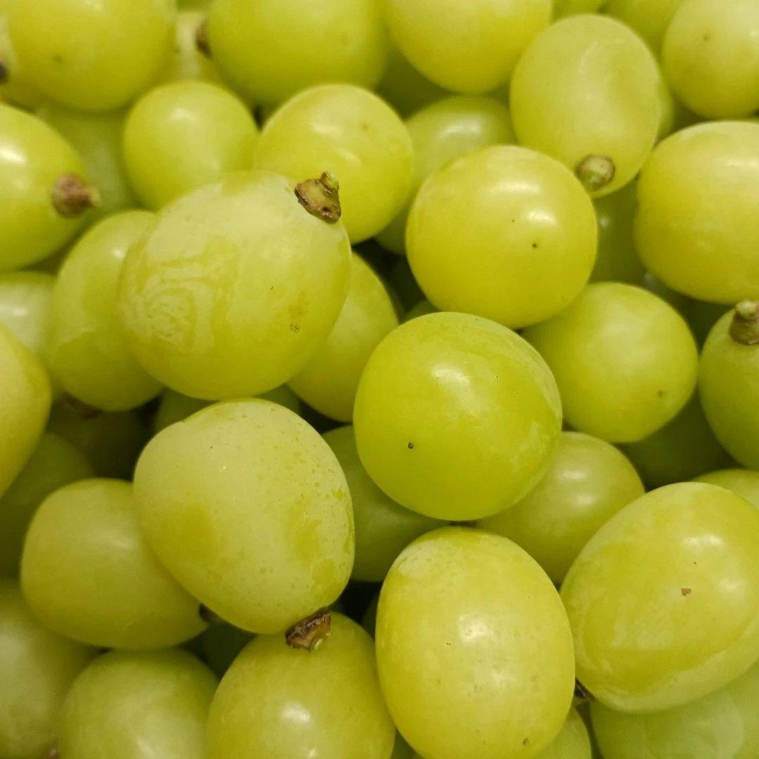 シヤインマスカット大粒完熟