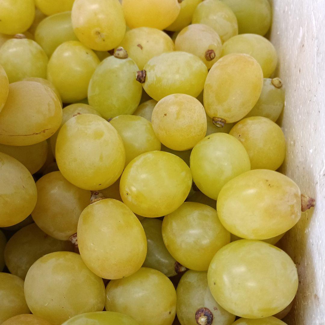 シヤインマスカット大粒完熟