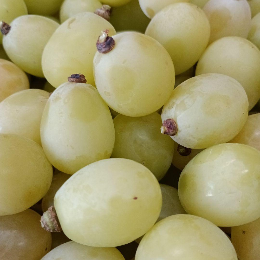 シヤインマスカット大粒完熟