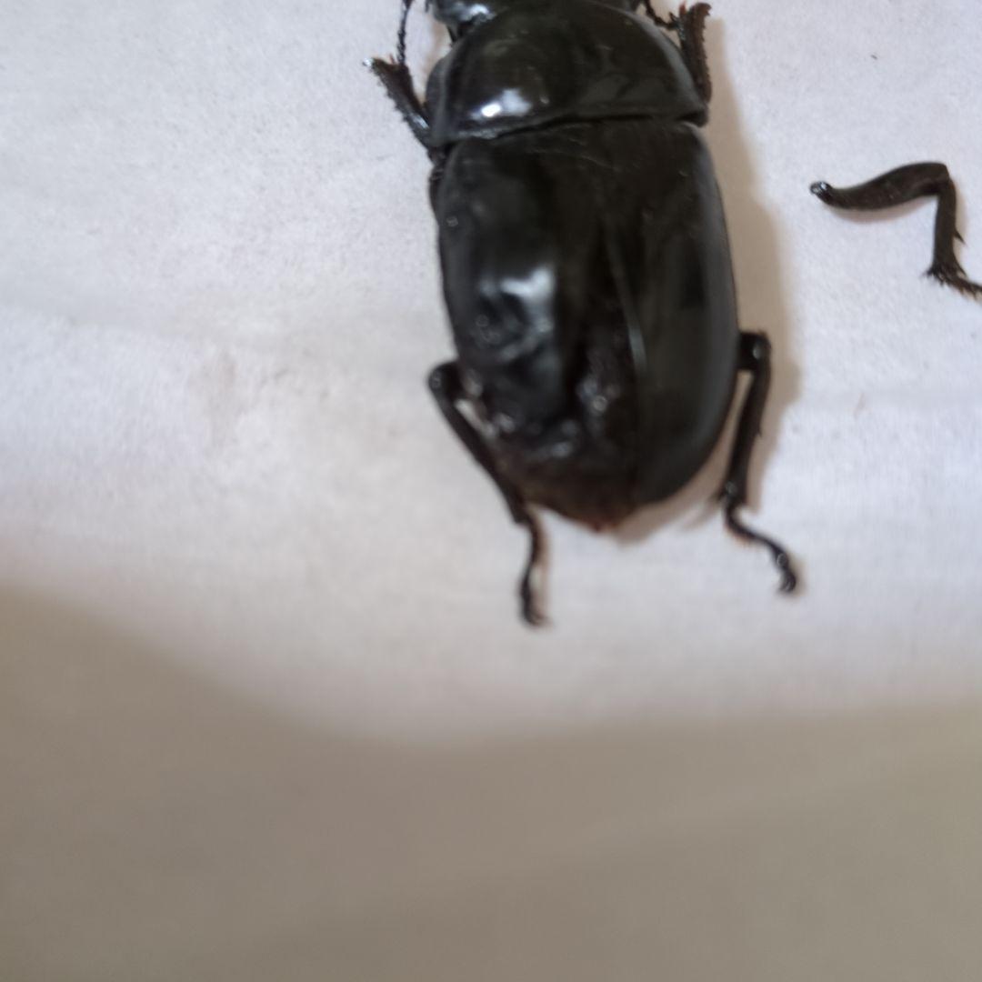 オオクワガタ能勢三草山産 推定ｆ11雄雌モザイク