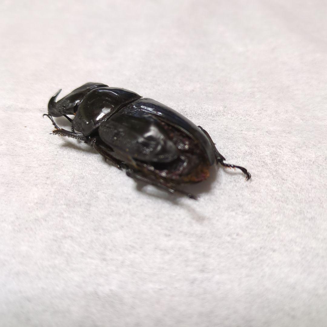 オオクワガタ能勢三草山産 推定ｆ11雄雌モザイク