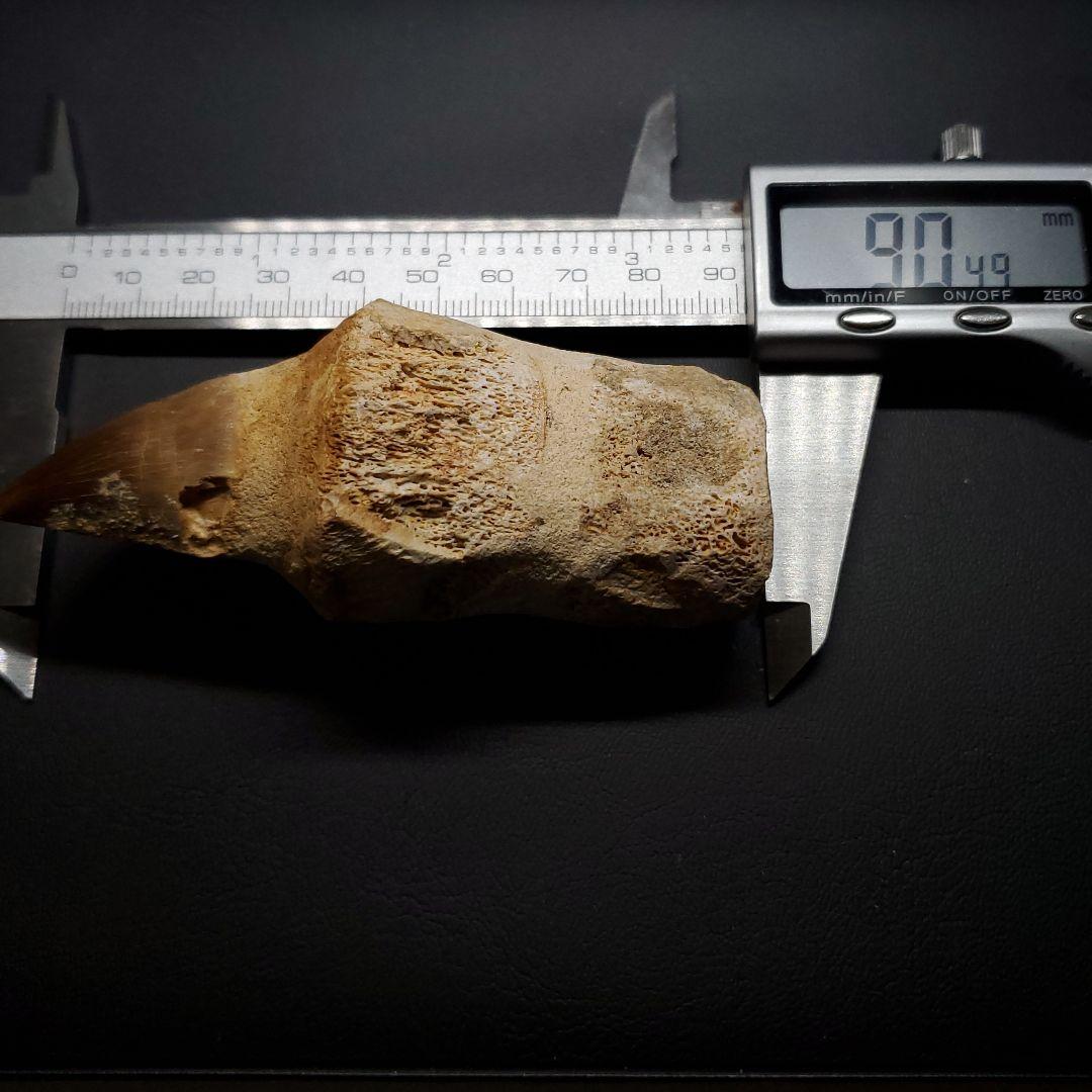 歯根付き モササウルス 化石 歯 本物 モロッコ産 90.49mm mos131