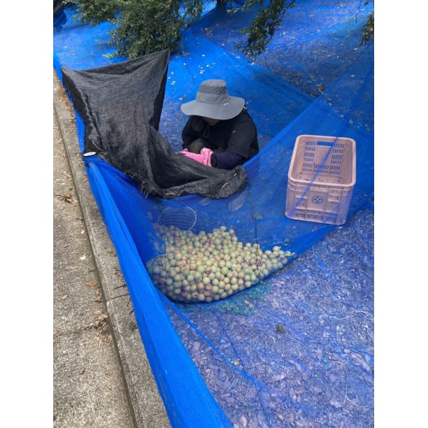 価格高騰！農家直送！紀州南高梅 樽 10kg 無添加 和歌山 紀州 白梅