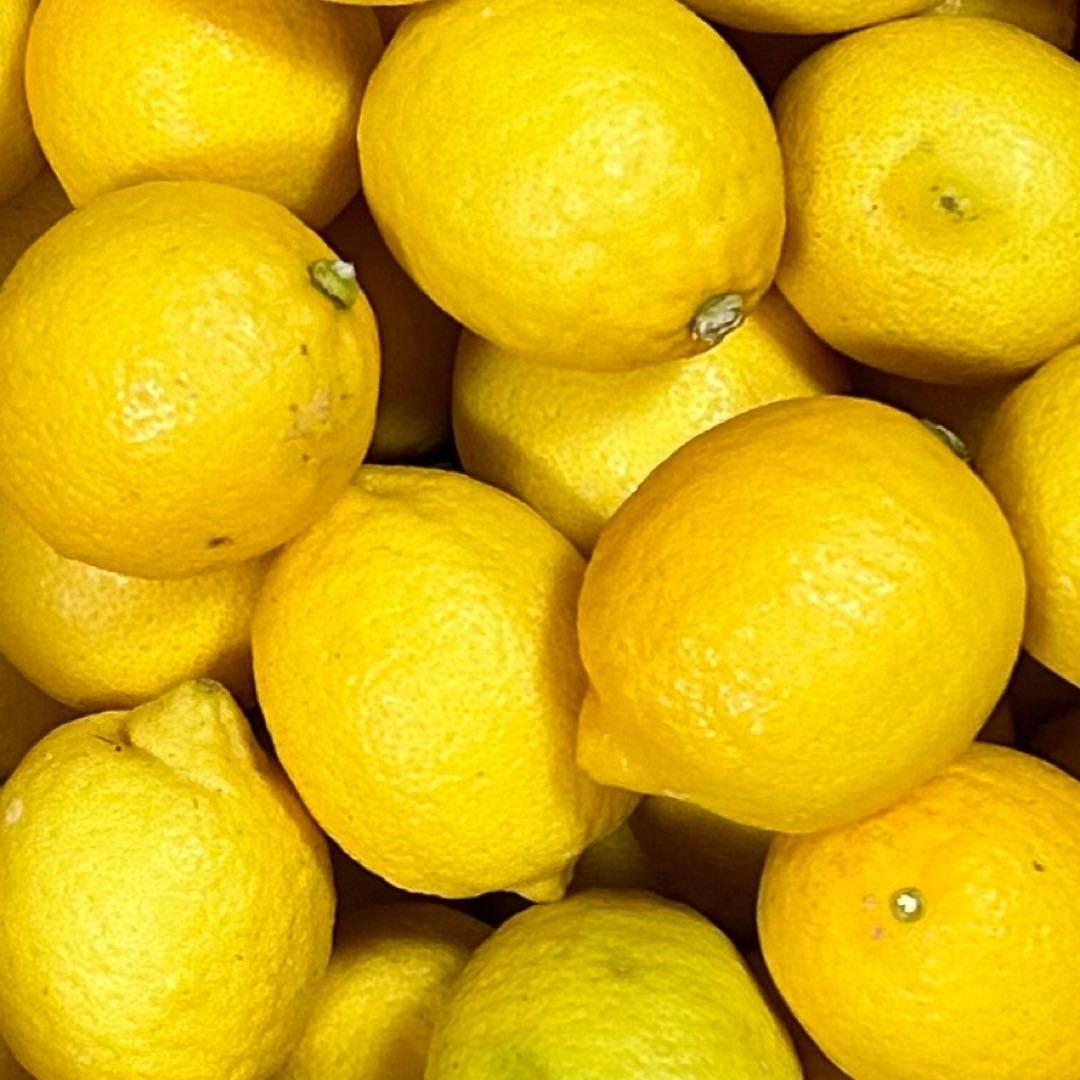 国産　瀬戸田レモン農薬不使用　　f
