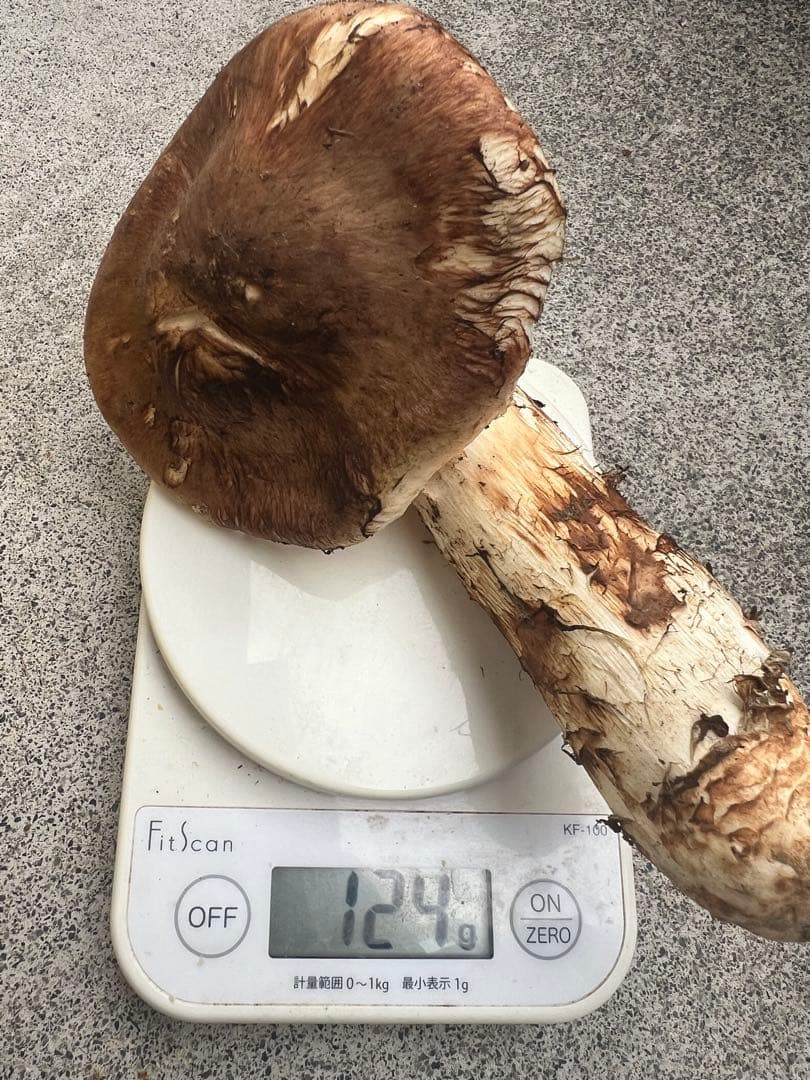 岩手県産松茸　611g 5本　10月19日取れ