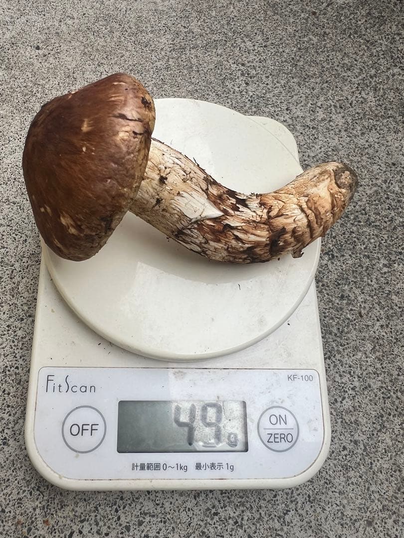 岩手県産松茸　611g 5本　10月19日取れ