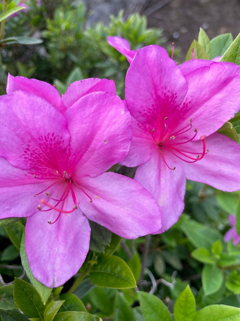 にゃんこ9kg小袋36入りお2個姫さまマーク手延そうめん