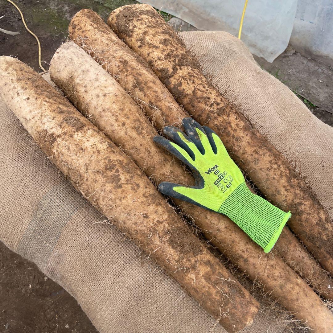 【11月3日発送】北海道産 長芋 20キロ