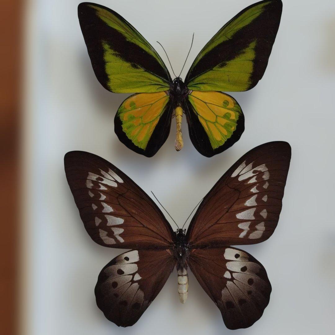 ゴライアストリバネアゲハ　セラム産　面積最大の蝶