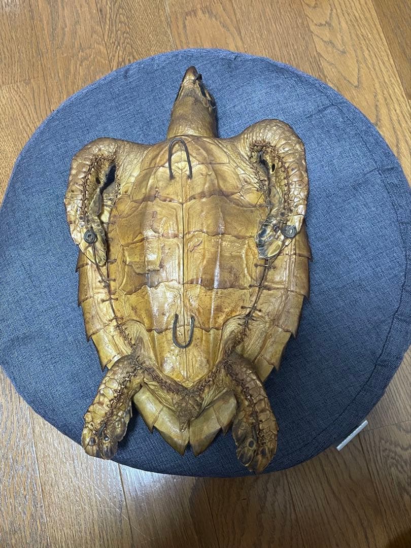 マギウス タイマイ　ウミガメ　剥製　中古品 国際希少野生動植物種登録票有り