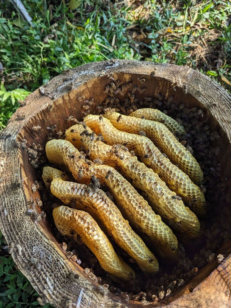 日本ミツバチ 蜂蜜 令和7年 採れたて 600g×2本　味比べ たれ蜜 非加熱