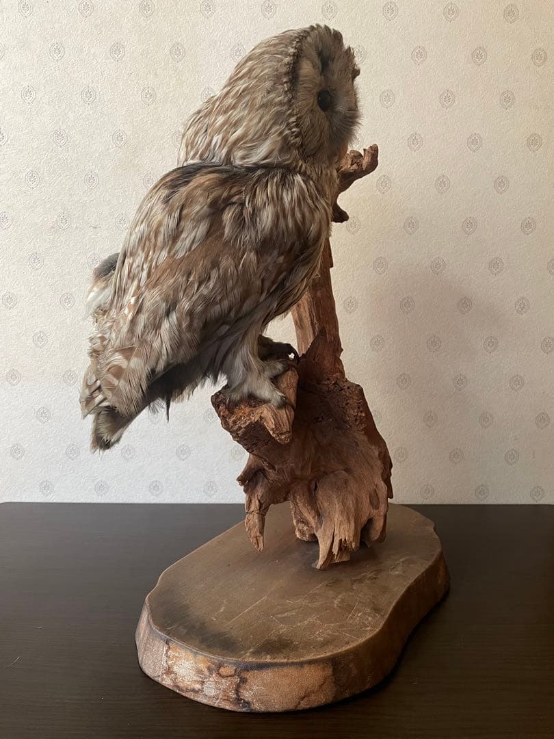 フクロウの剥製 木製台座付き