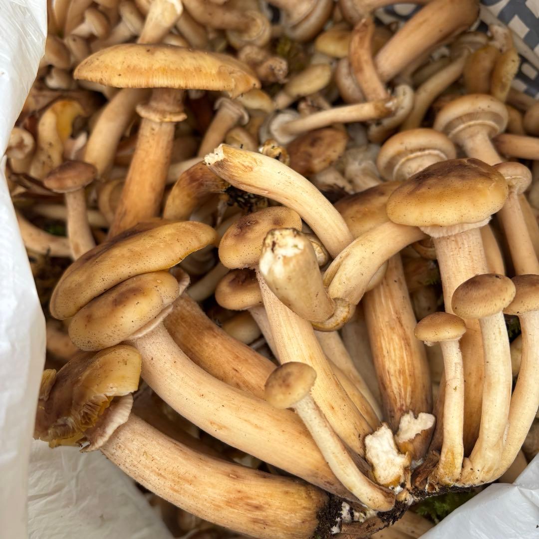 なおです　　　山菜　野菜　きのこ