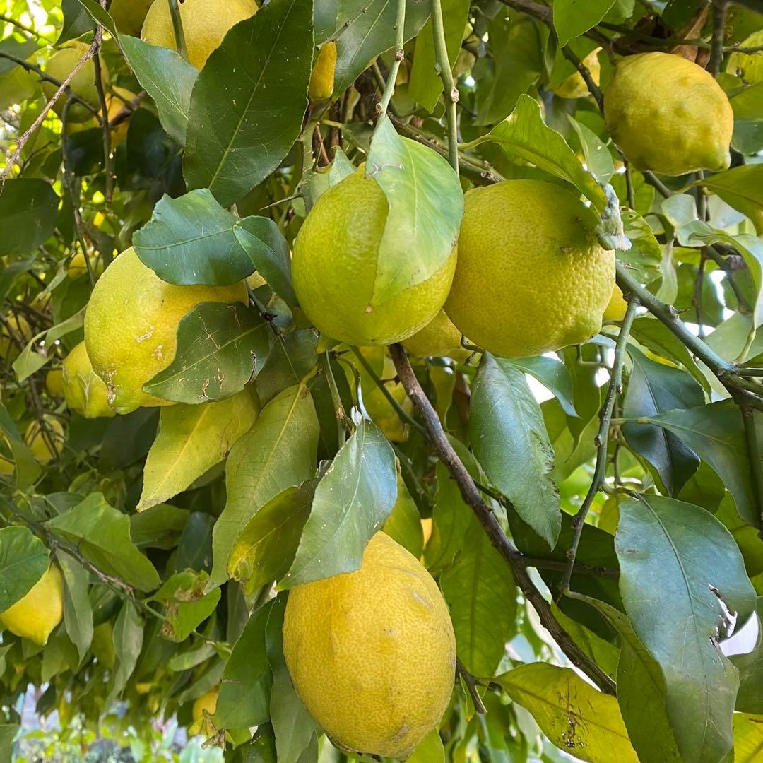 【特大】農薬不使用レモン　翌日収穫発送予定 有機肥料 産地直送