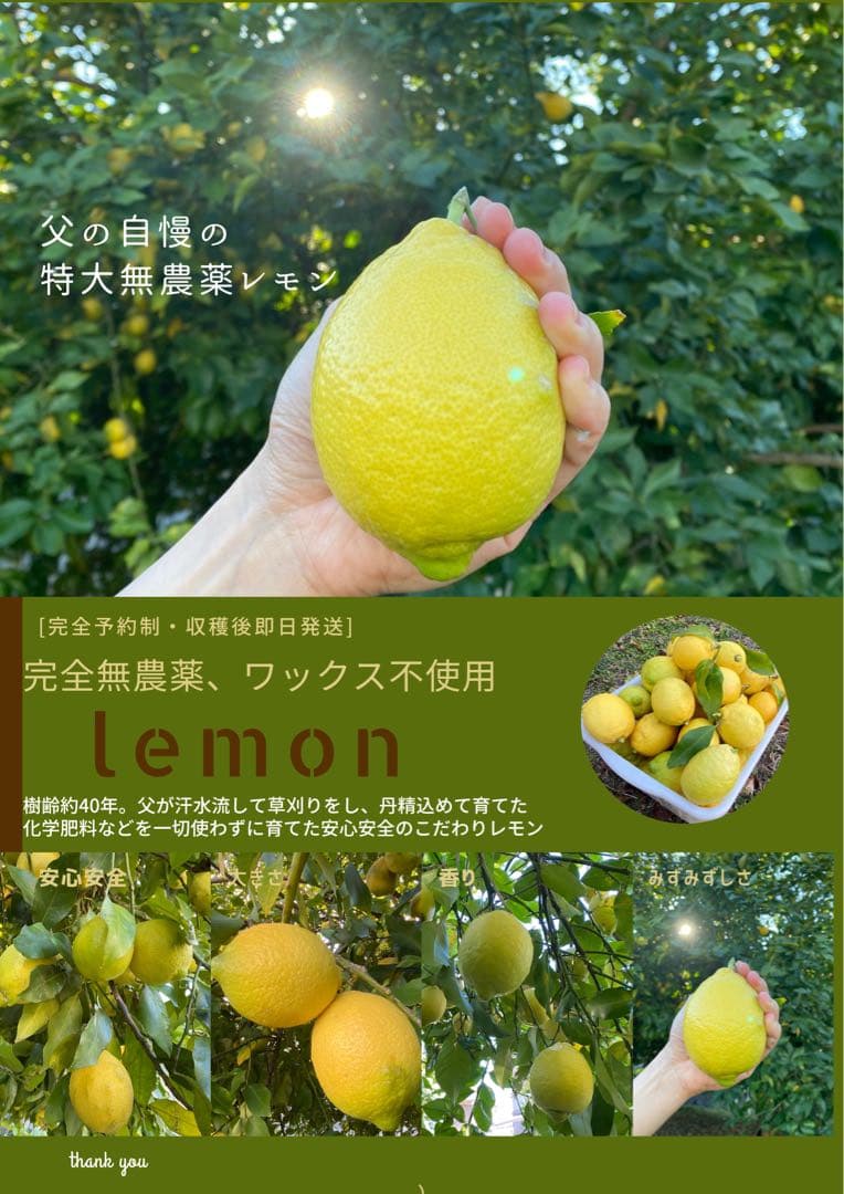 【特大】農薬不使用レモン　翌日収穫発送予定 有機肥料 産地直送