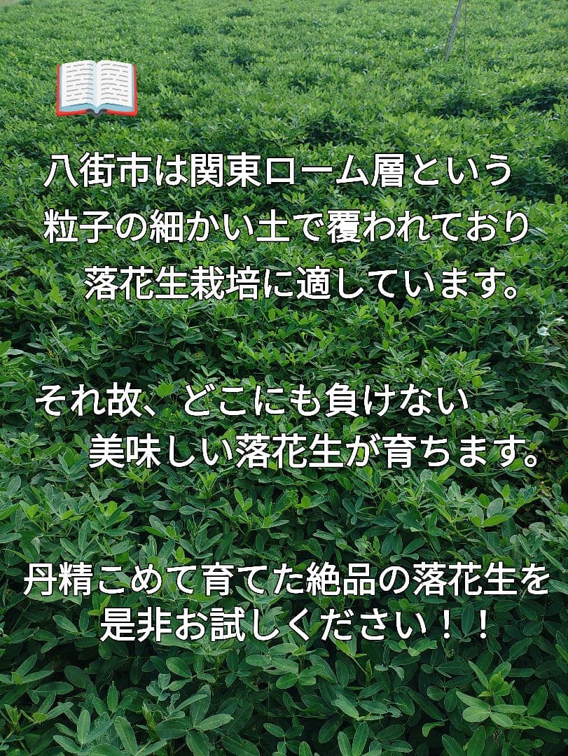 千葉県　八街産　掘りたて　おおまさり　生落花生　12Kg