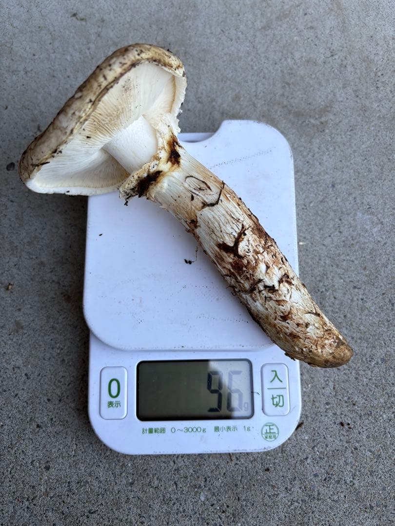 松茸　岩手県産