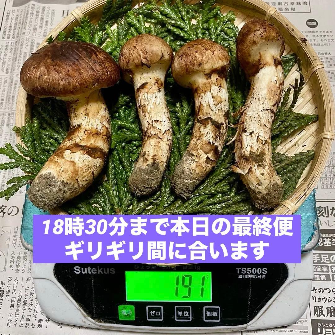 天然きのこ 松茸 国産 良品‼️ マツタケ まつたけ 森の凛さん採取 その148