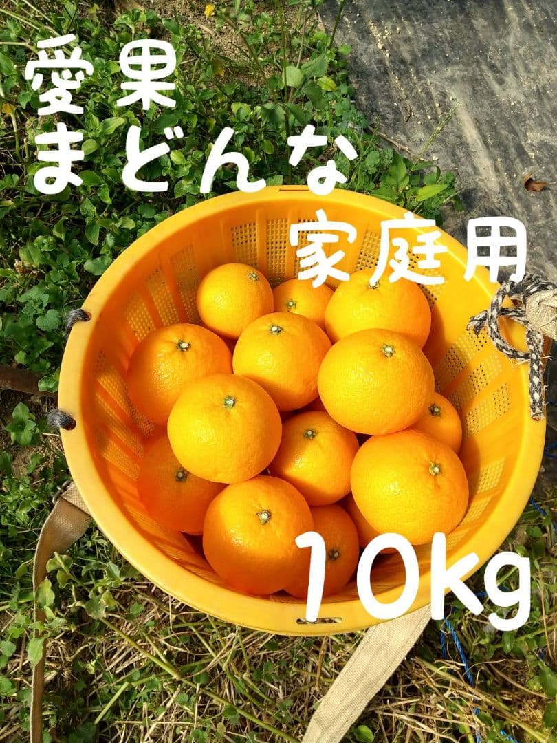 432愛果 まどんな 家庭用 10kg