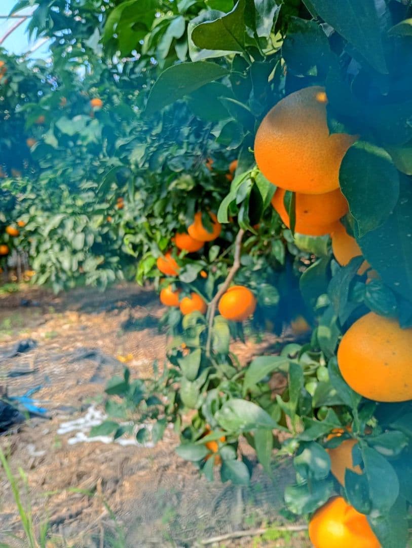 432愛果 まどんな 家庭用 10kg