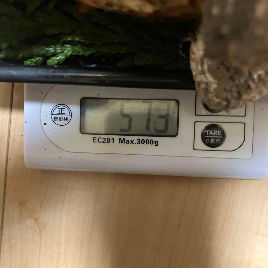 北海道産❗️天然松茸❗️570g‼️